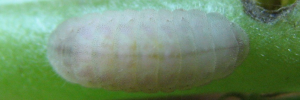 Lampides boeticus - Final Larvae